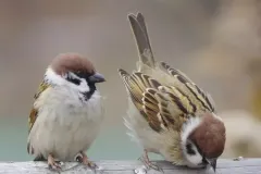 hinh-chim-se-4
