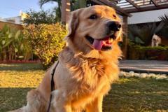 anh-cho-golden-dep-cute-1