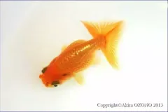 anh-ca-vang-2