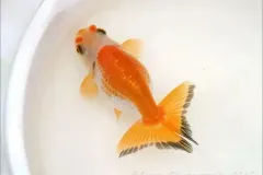 hinh-anh-ca-vang-1