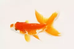 hinh-ca-vang-2