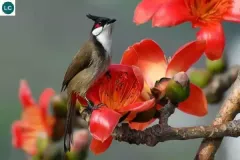 hinh-anh-con-chim-chao-mao-5