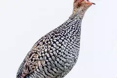 hinh-anh-chim-da-da-6