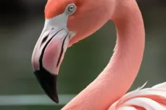hinh-hong-hac-4