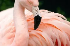 hinh-hong-hac-5
