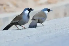 hinh-anh-chim-khuou-1