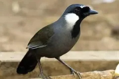 hinh-anh-chim-khuou-bac-ma-4