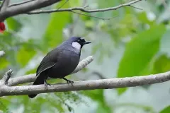 hinh-anh-chim-khuou-dep-7