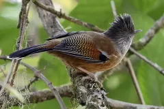 hinh-anh-con-chim-lieu-dieu-6