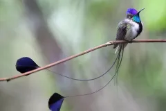 hinh-anh-chim-ruoi-10