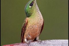 hinh-anh-chim-ruoi-11