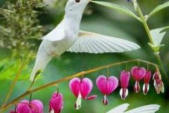 hinh-anh-chim-ruoi-3