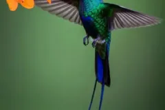 hinh-anh-chim-ruoi-9