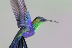 hinh-anh-con-chim-ruoi-1