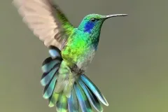 hinh-anh-con-chim-ruoi-12