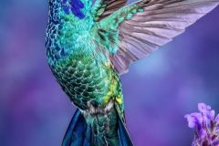 hinh-anh-con-chim-ruoi-16