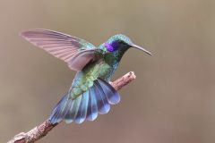 hinh-anh-con-chim-ruoi-4