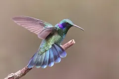 hinh-anh-con-chim-ruoi-4