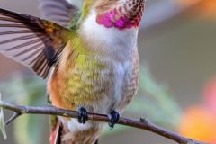 hinh-anh-con-chim-ruoi-6