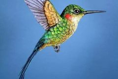 hinh-anh-con-chim-ruoi-8