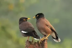 hinh-anh-chim-sao-1