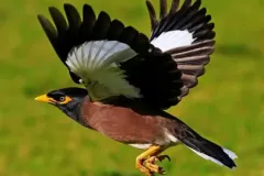 hinh-anh-con-chim-sao-5