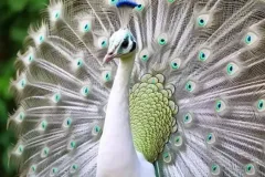 anh-con-cong-2