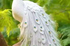hinh-anh-con-chim-cong-trang-3