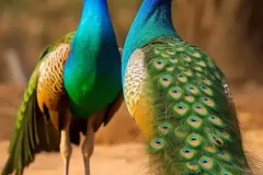 hinh-anh-con-cong-duc-2