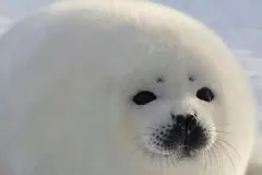 hinh-hai-cau-bien-2