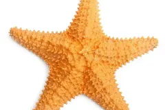 hinh-nen-sao-bien-1