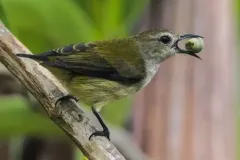 hinh-anh-chim-sau-7