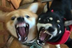 Hình con chó sủa