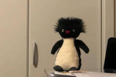 Hình ảnh gấu bông cute ngộ nghĩnh