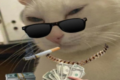 anh-meo-cam-tien-meme-hai-dang-yeu-1