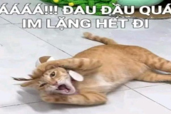 anh-meo-vang-meme-1