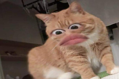 anh-meo-vang-meme-cute-1