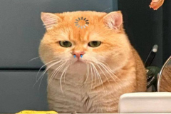 hinh-meo-ngao-cute-1