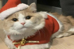 1_hinh-meo-noel-1