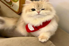 anh-meo-giang-sinh-cute-nhat-1