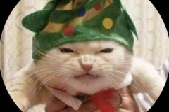 anh-meo-giang-sinh-meme-cute-1