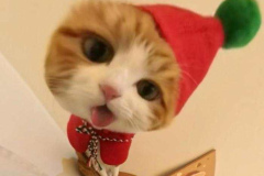 hinh-meo-noel-1