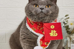 avatar-anh-meo-tet-xinh-1