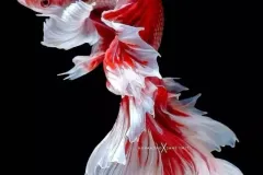 anh-nen-ca-betta-cho-dien-thoai-2