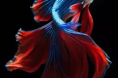 hinh-nen-ca-betta-3d-cho-dien-thoai-2