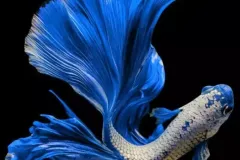 hinh-nen-ca-betta-dep-nhat-cho-dien-thoai-2