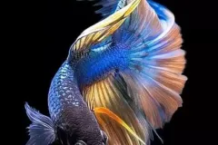 hinh-nen-ca-betta-dep-nhat-cho-dien-thoai-3