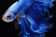 hinh-nen-ca-xiem-cho-dien-thoai-2