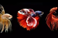 anh-nen-ca-betta-cho-may-tinh-1