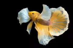 anh-nen-ca-betta-cho-may-tinh-2
